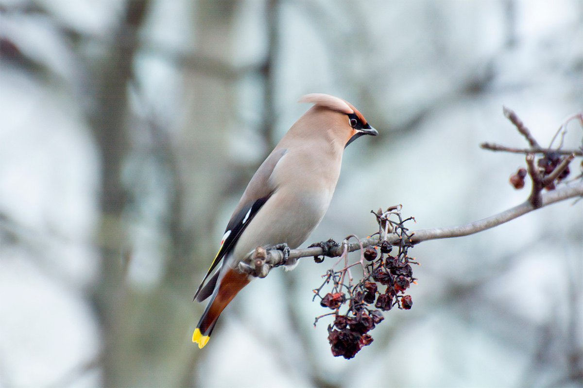 Свиристель обыкновенный