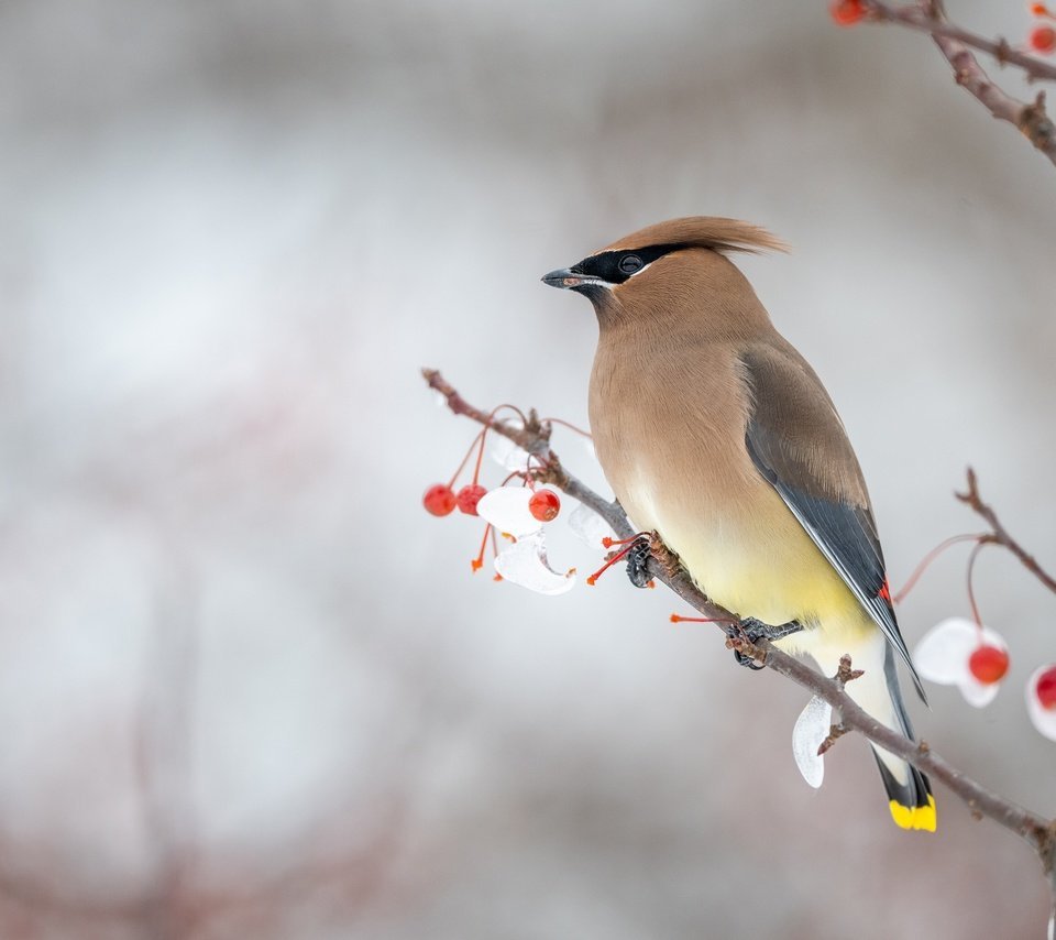 Птица с хохолком в Подмосковье зимой