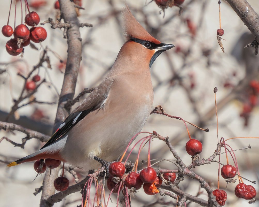 Хохлатая свиристель