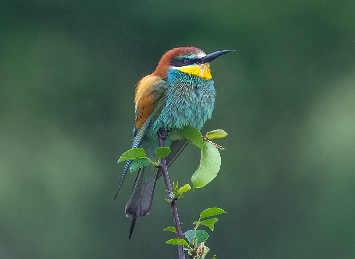 European Bee Eater