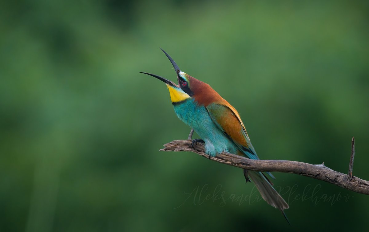 Щурка золотистая каркас