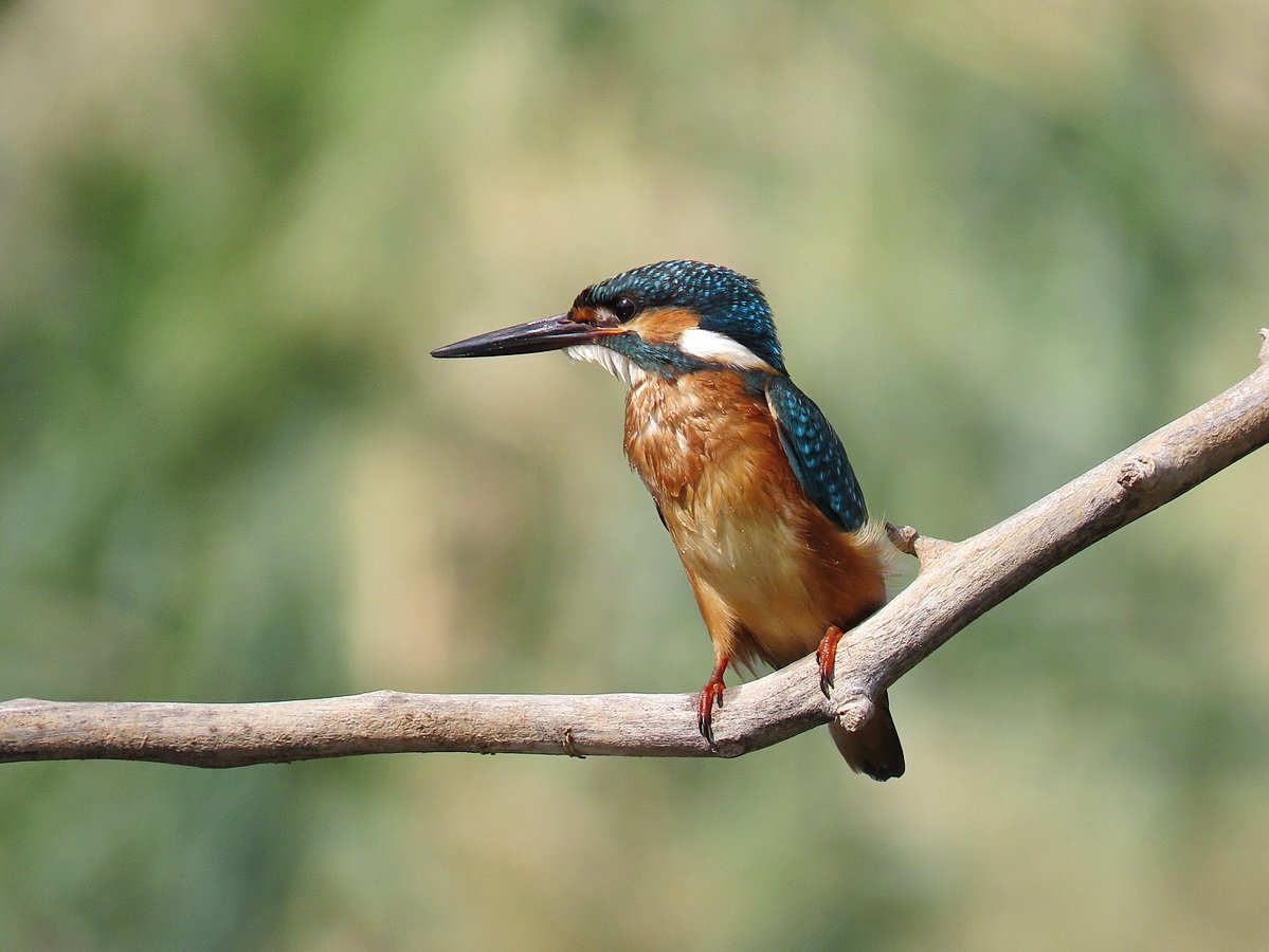 Зимородок в Ленинградской области