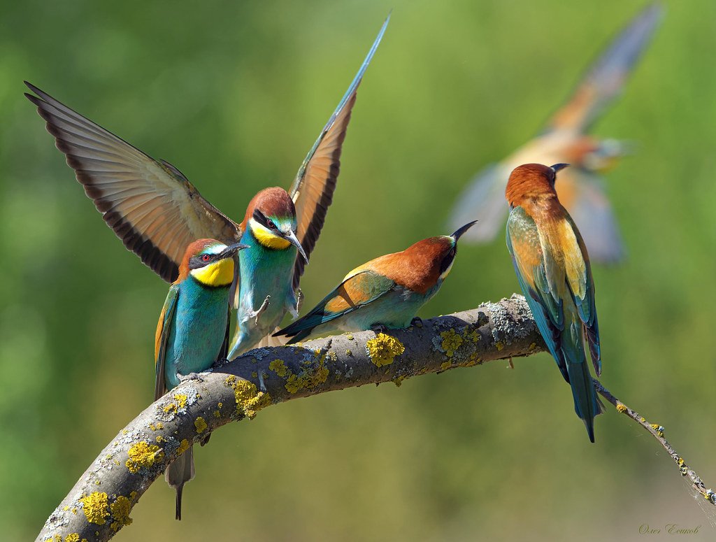 Много золотистых щурок