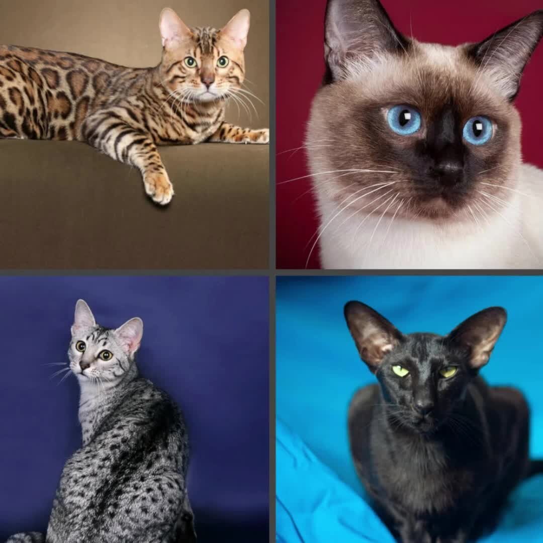 Модные породы кошек