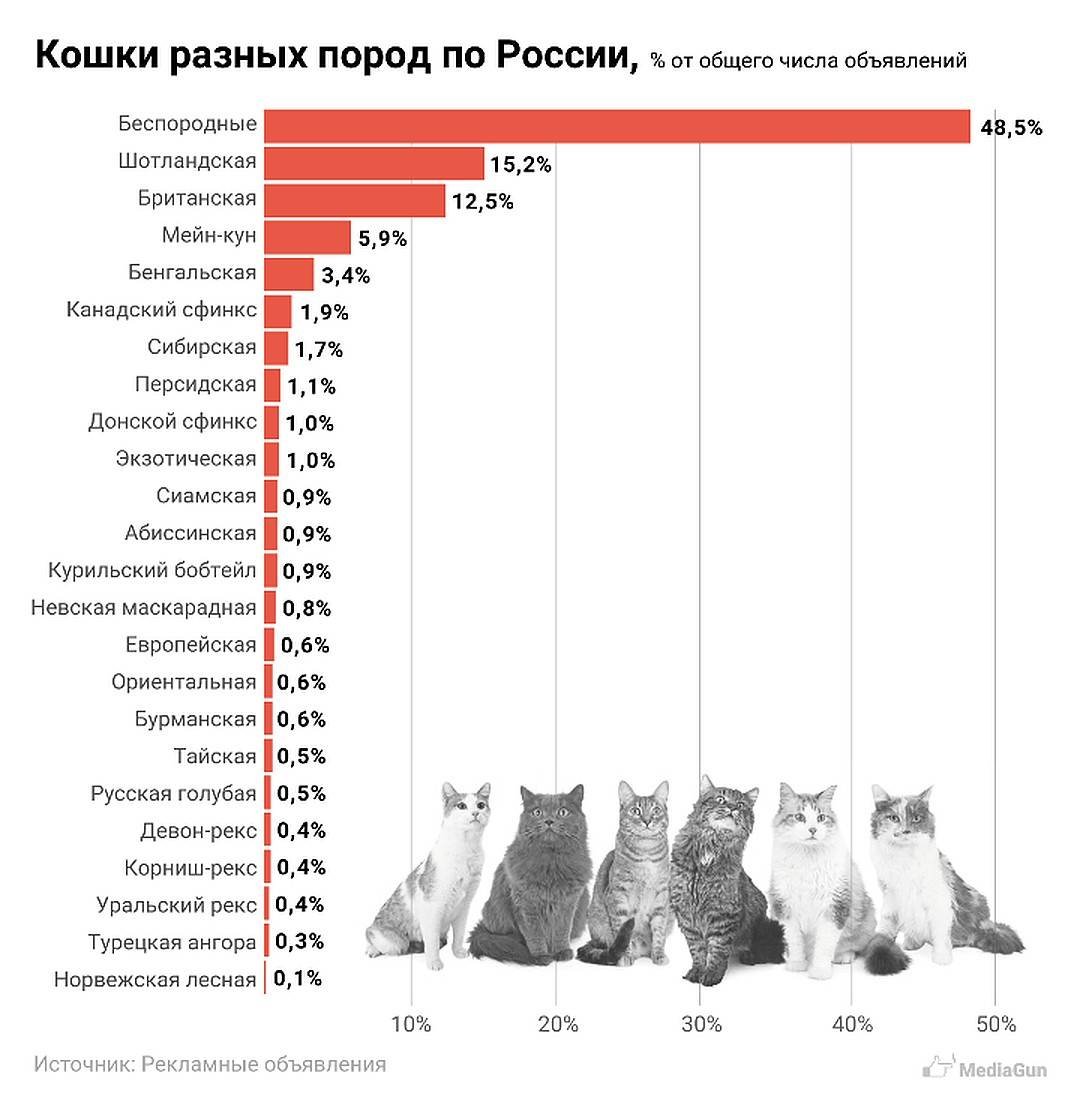 Статистика пород кошек в России