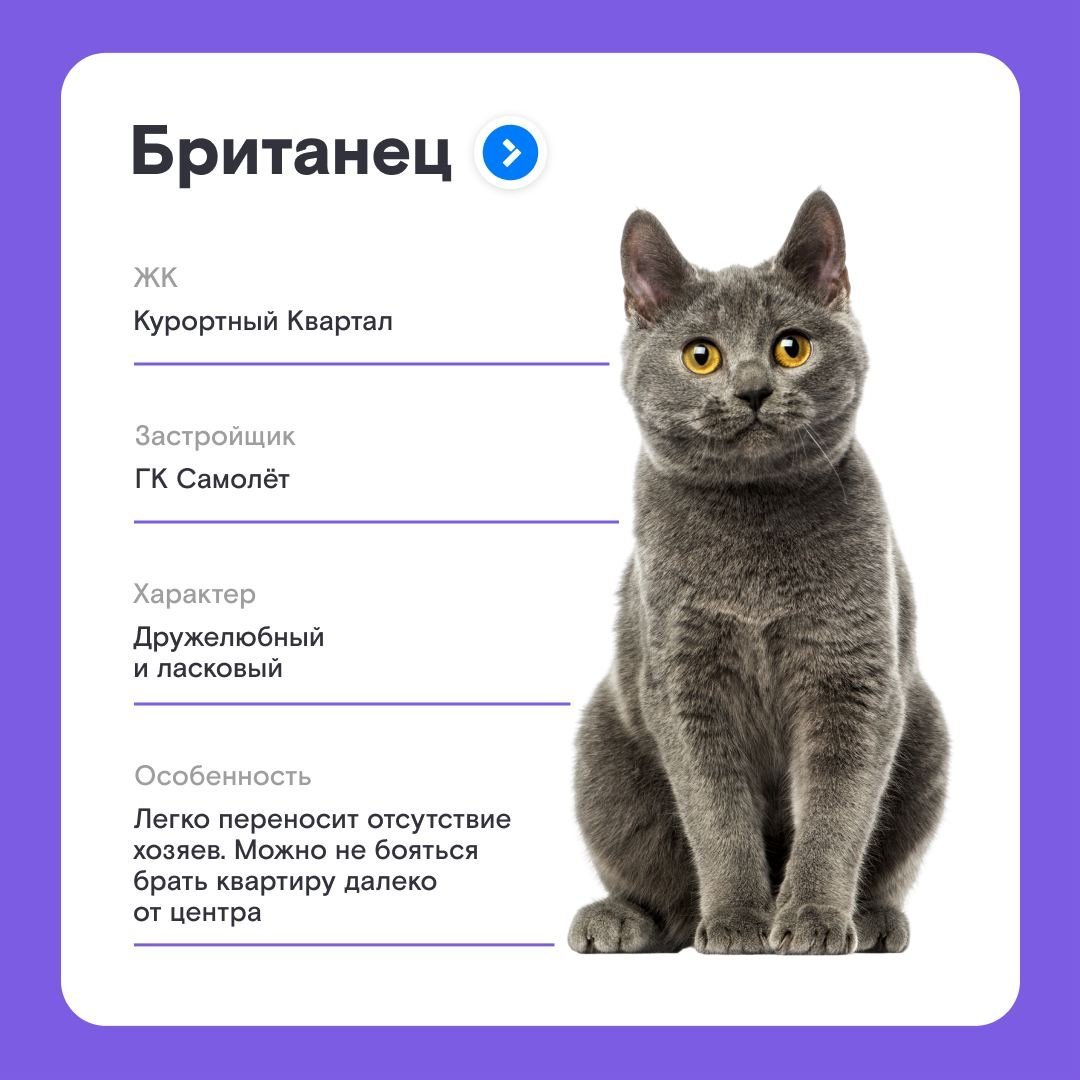 Кошка породы Бурмистр