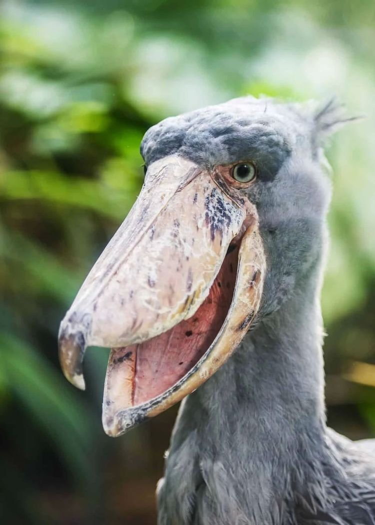 Китоглав Королевская цапля