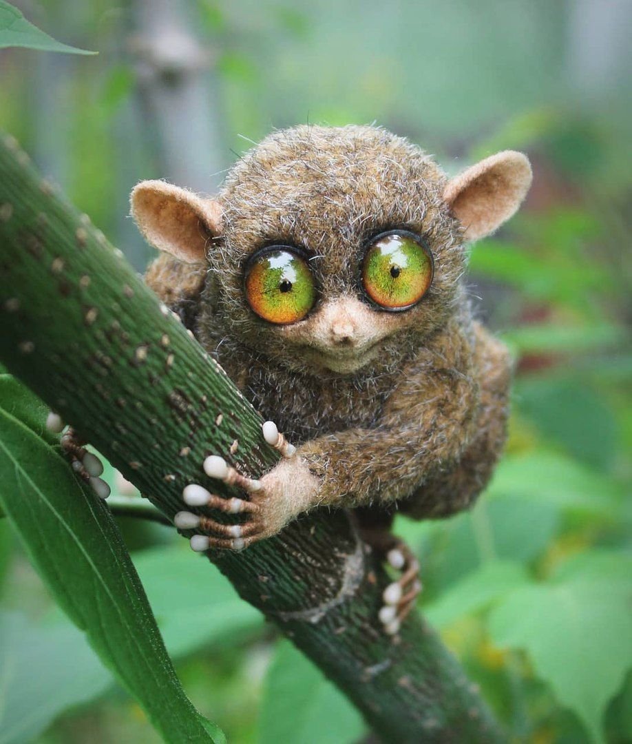 Суиаьрянский долкопат