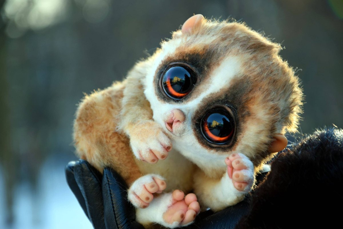 Большой толстый Лори