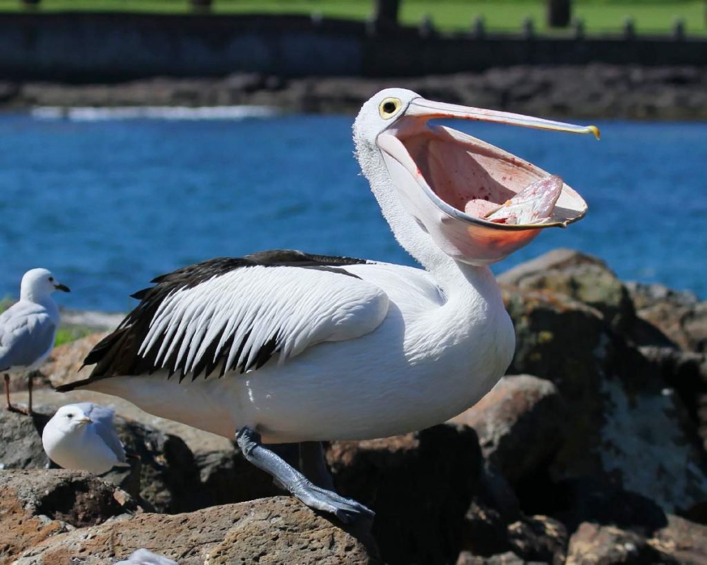 Пеликан мешконос