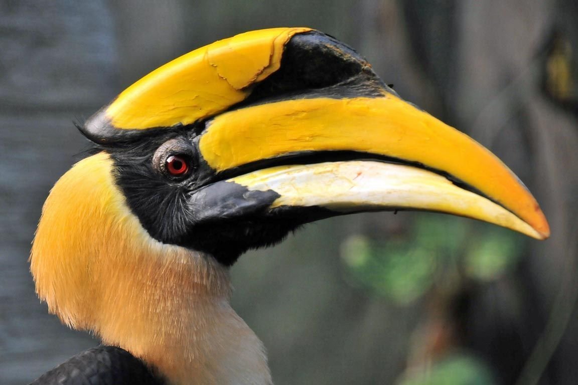 Птица двурогий калао