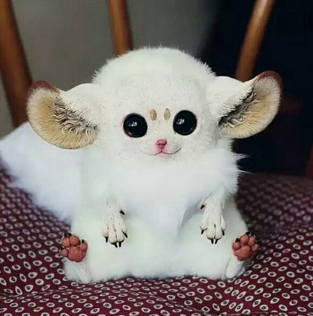 Мадагаскар кий глазоух