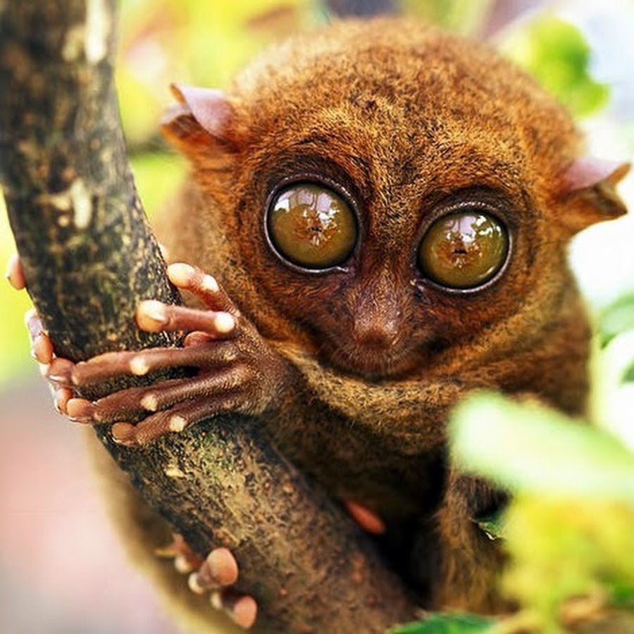 Милое животное с большими глазами