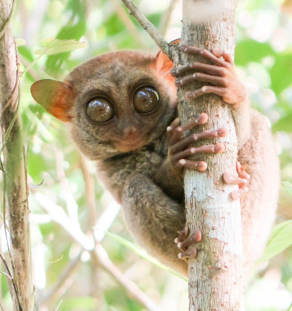 Суматранский долгопят