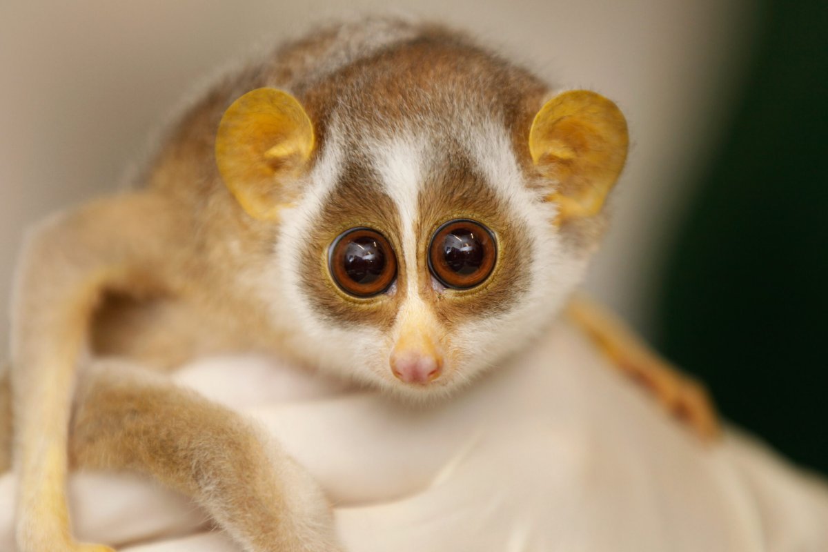 Лемур Лори глаза