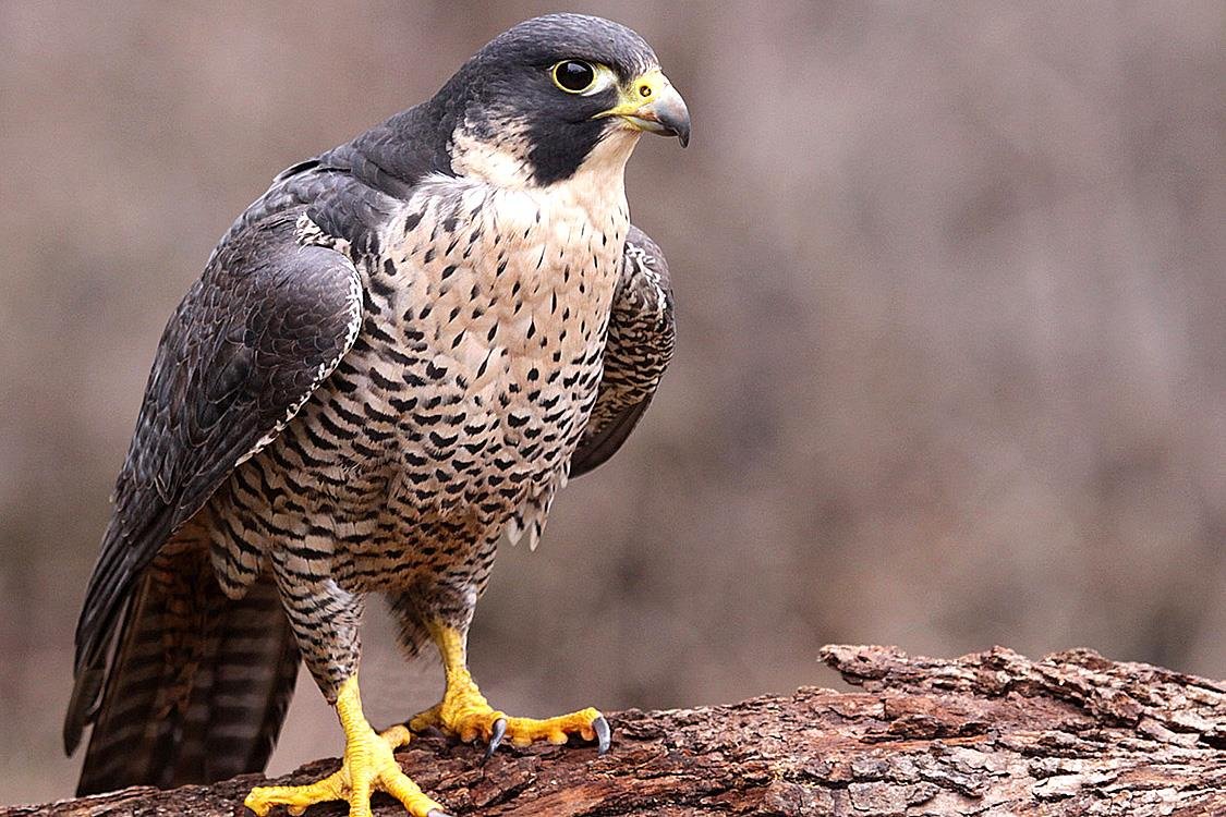 Ястреб тетеревятник Сапсан