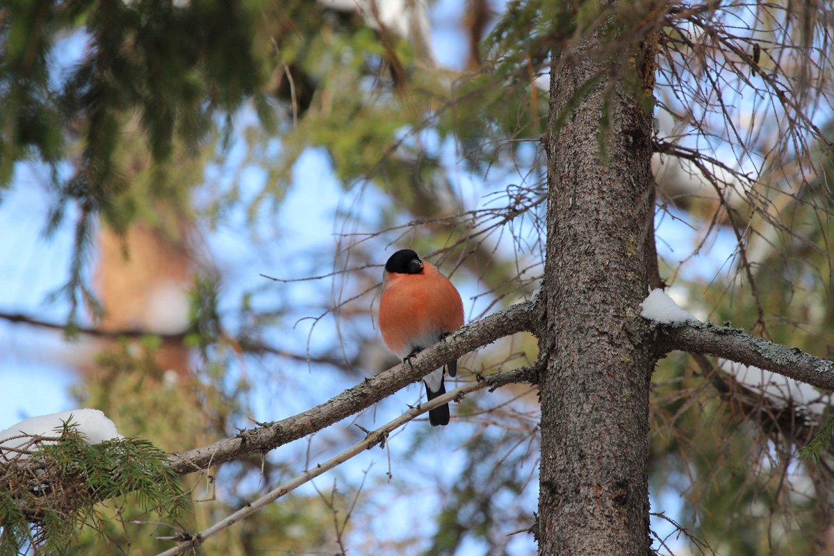 Мордовский заповедник зимой