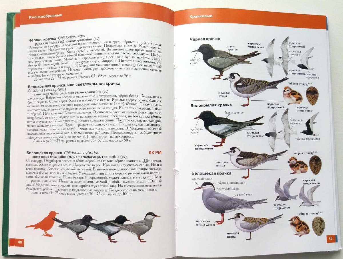 Книга птицы Мордовии