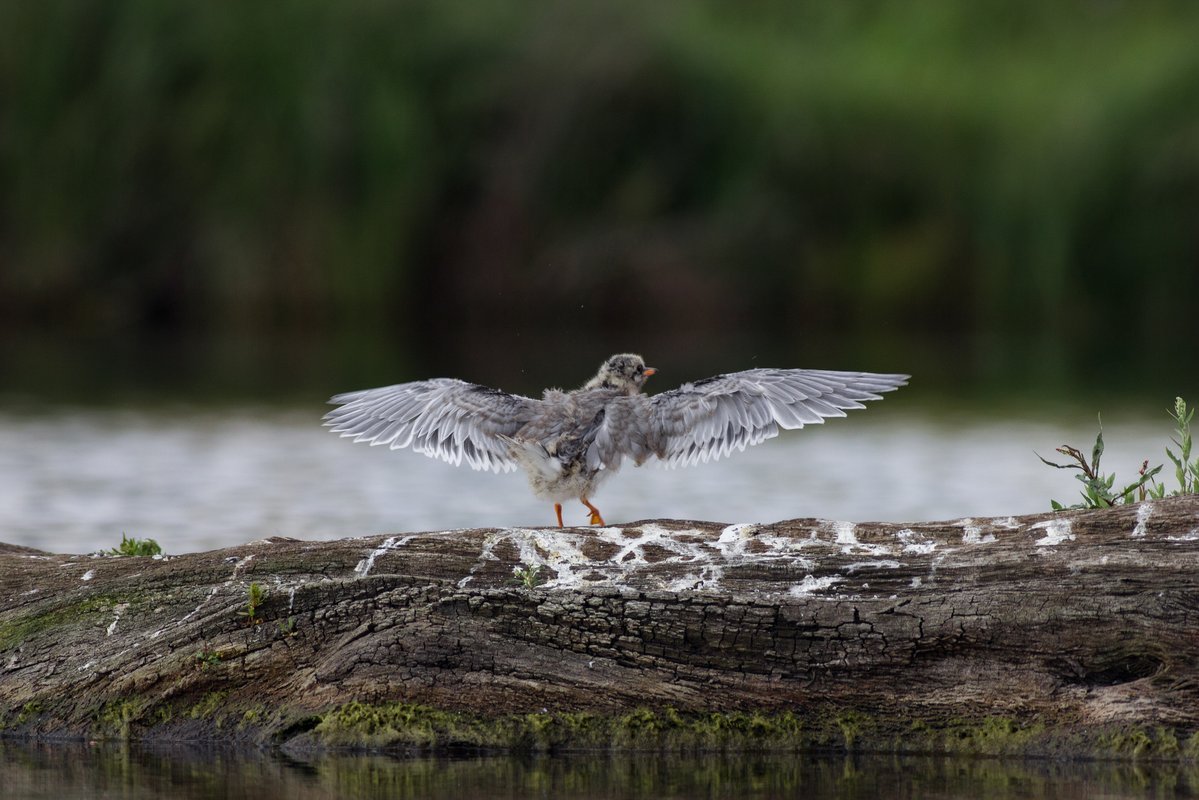 Лапы речных птиц Самарской области