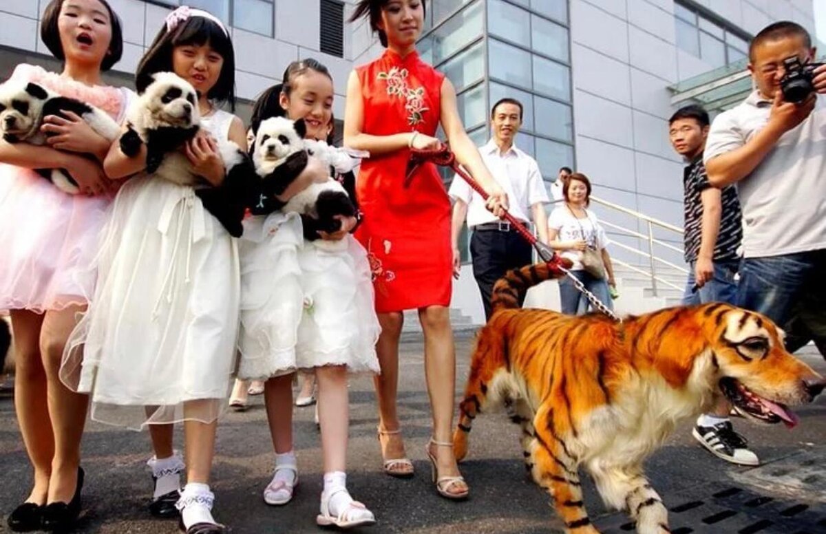 Китайские породы собак