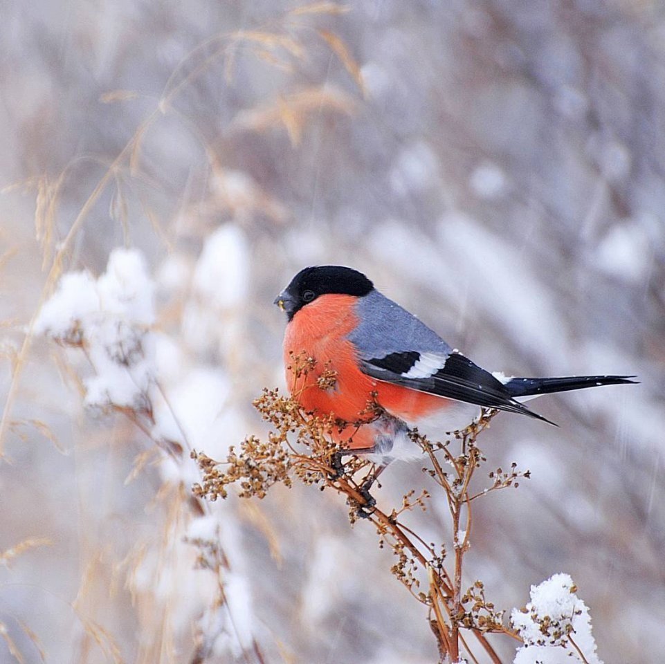 Снегирь Перелетная птица
