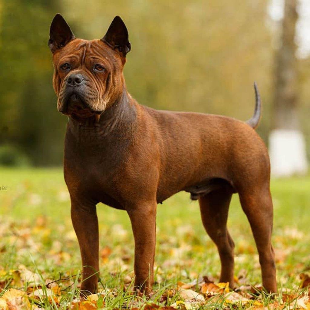 Китайский бульдог Чунцин