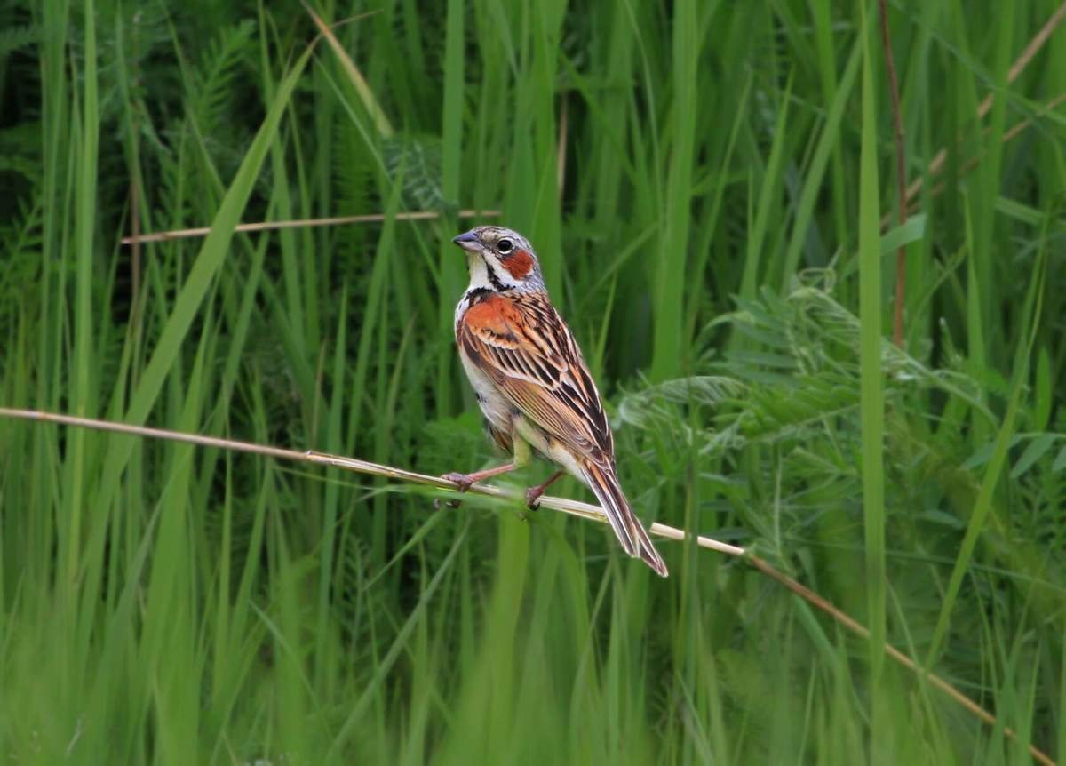 Ошейниковая овсянка