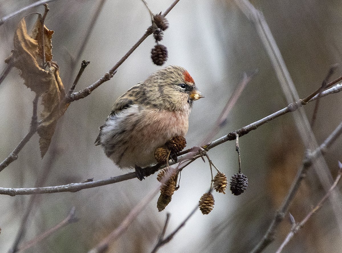 Птицы Сибири