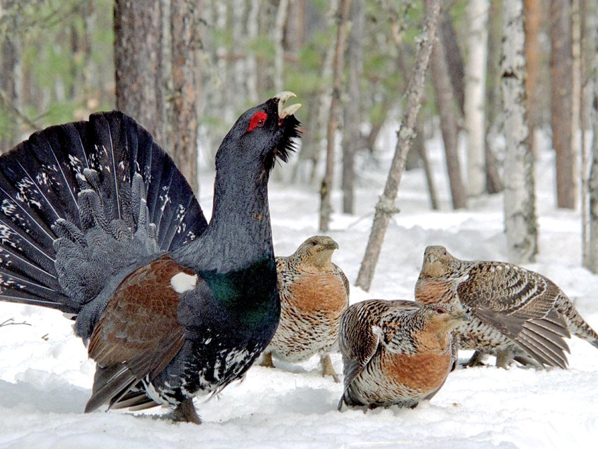 Глухарь тетерев рябчик