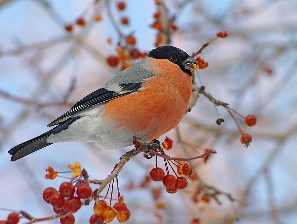 Зима рябина Снегири