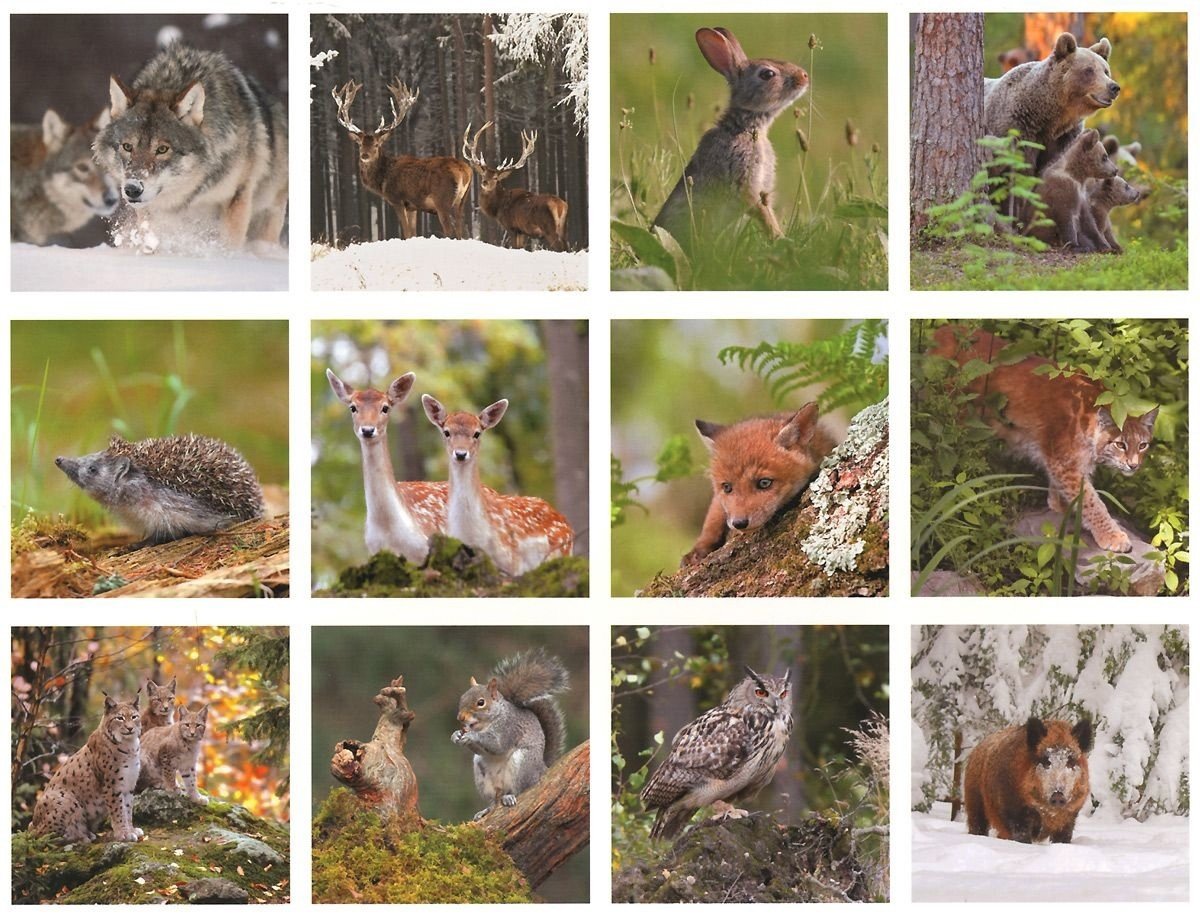 Лесные жители