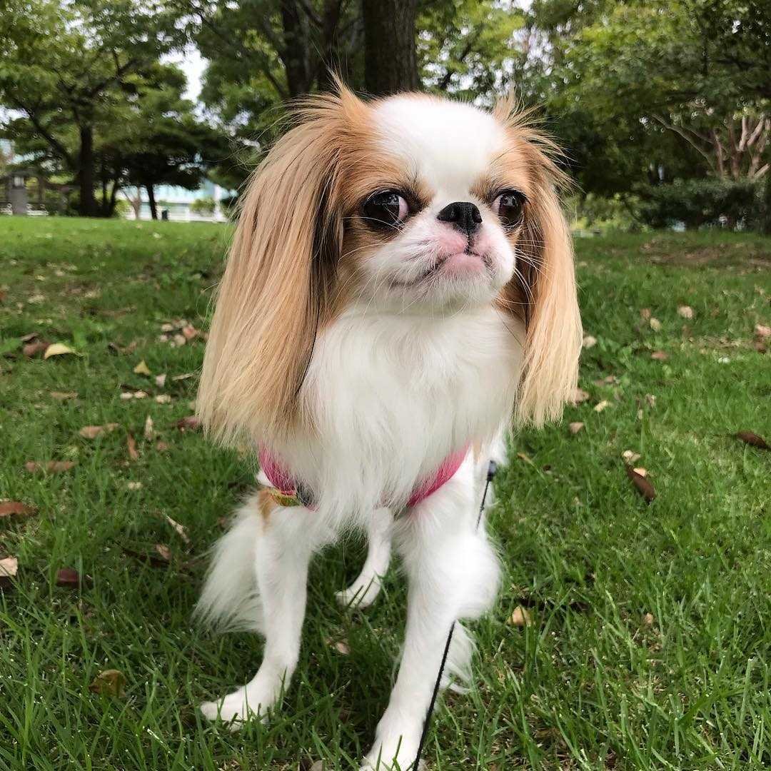 Японский Хин японский спаниель