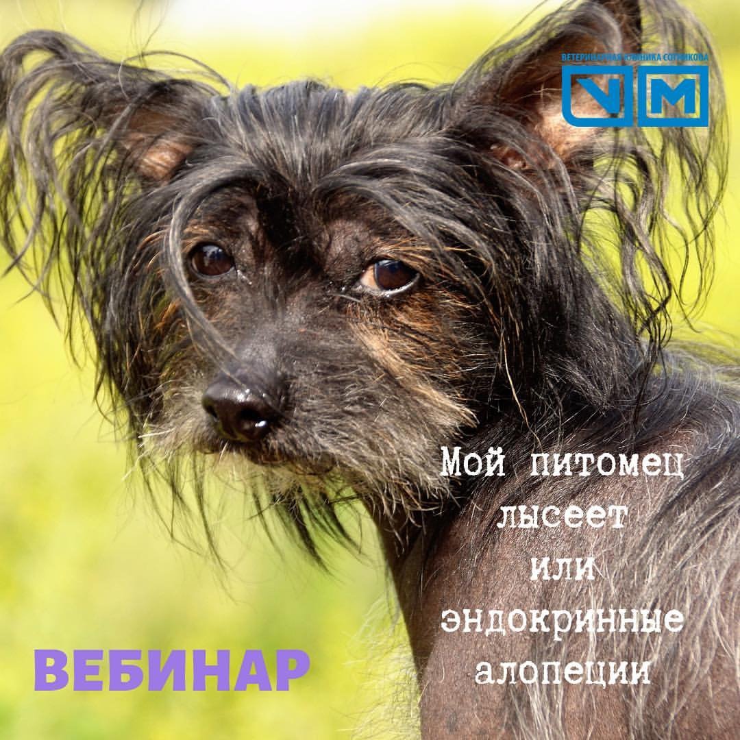 Китайская хохлатая собачка