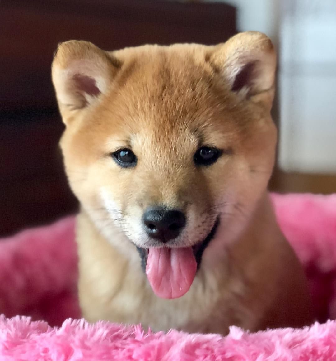 Шиба ину мини