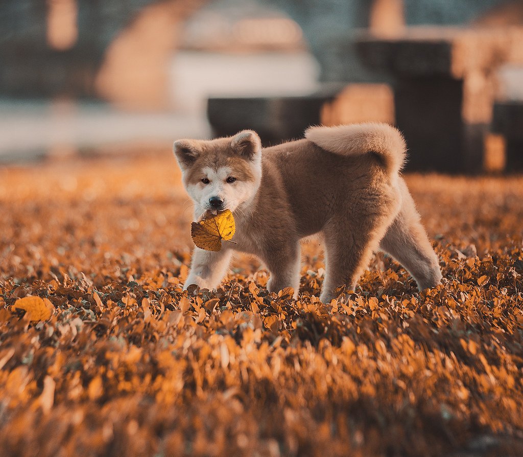 Акита ину осень