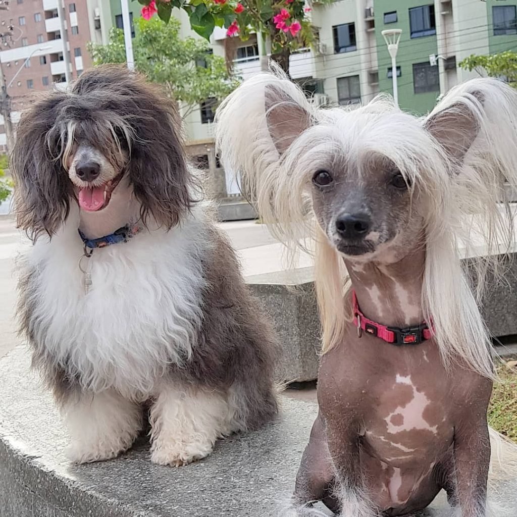 Хохлатая китайская хохлатая