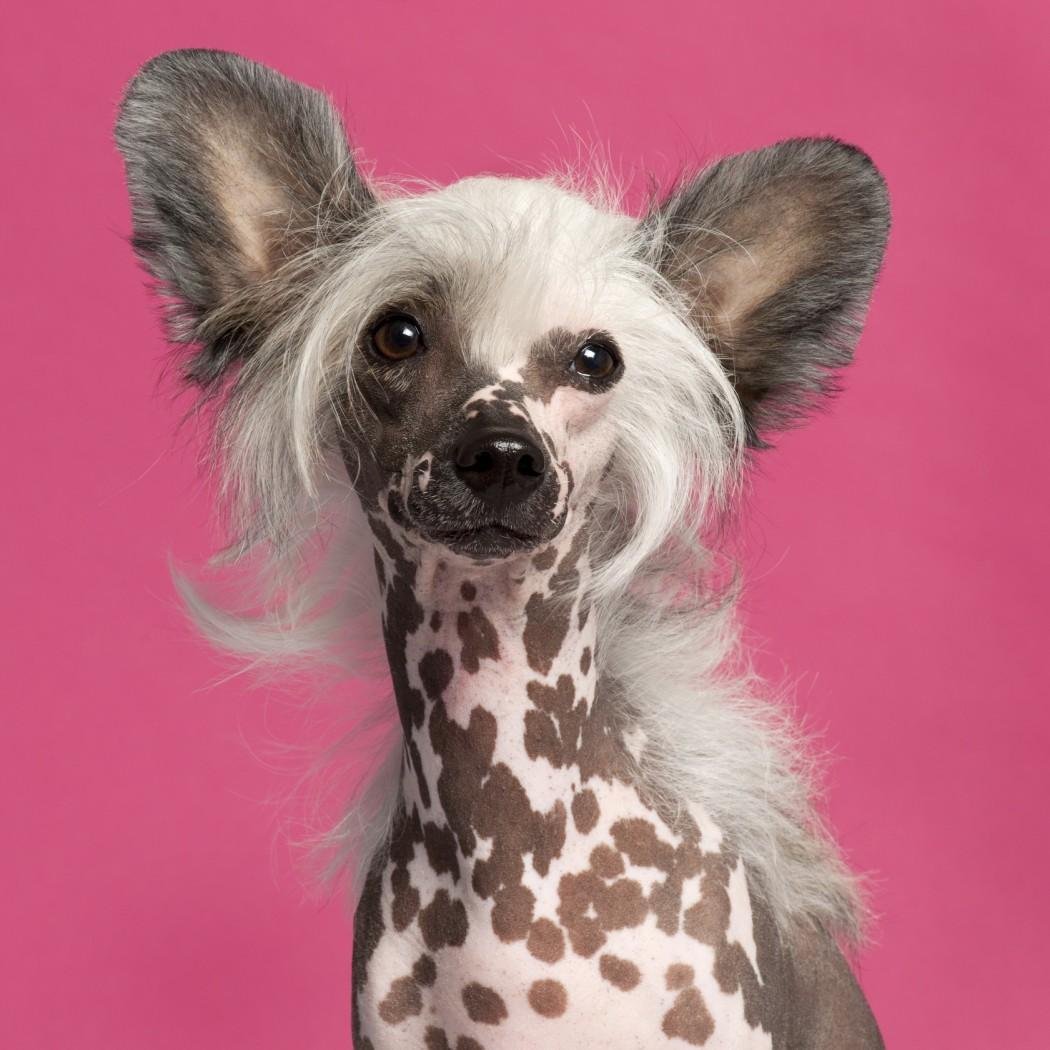 Китайская хохлатая мини