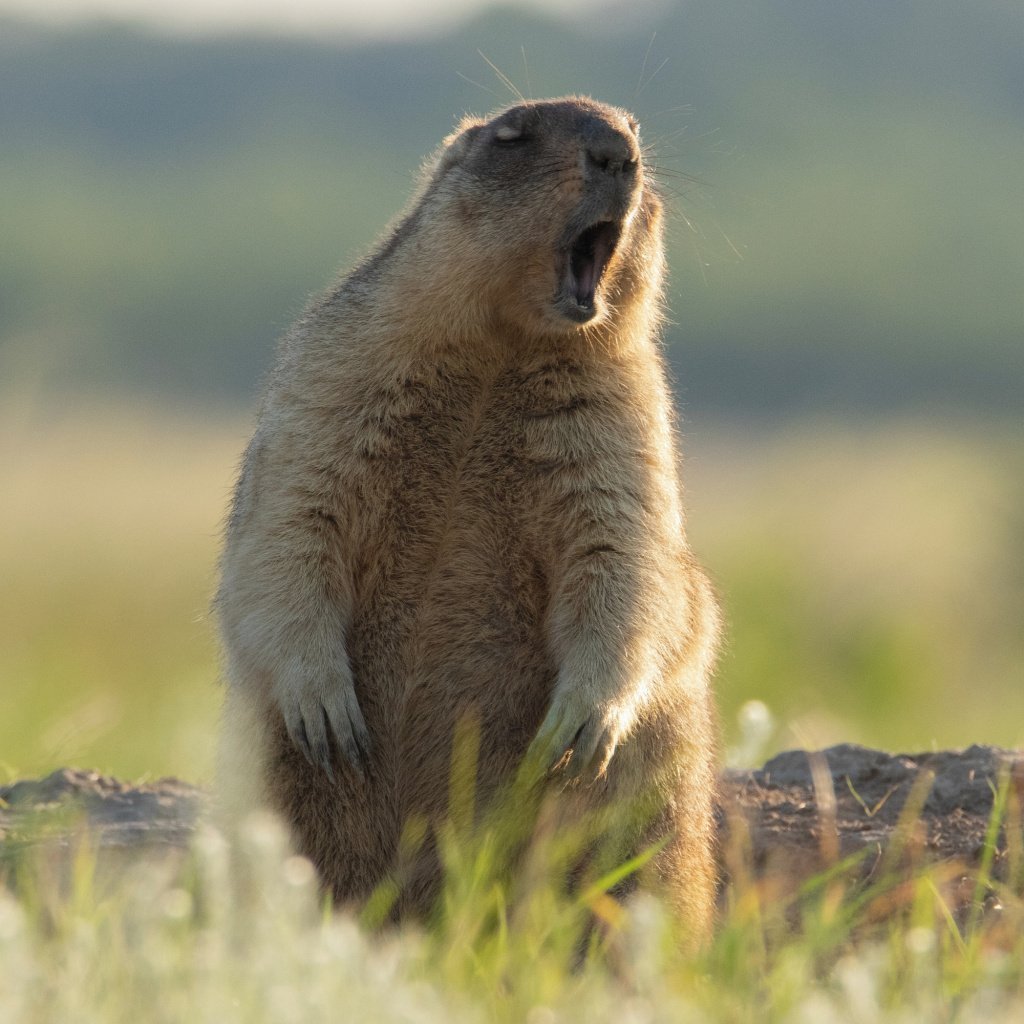 Барсук Байбак