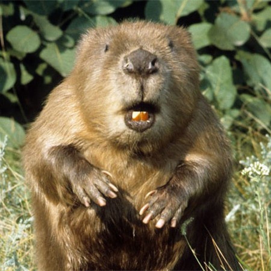 Бобер улыбается