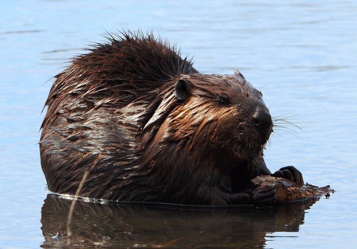 Канадский Бобр (Castor canadensis)