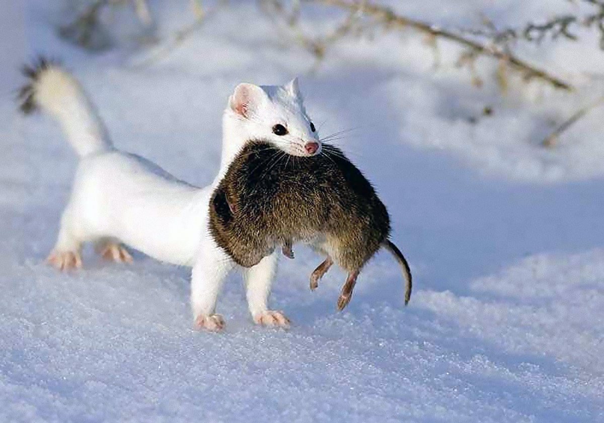 Ласка обыкновенная (Mustela nivalis)