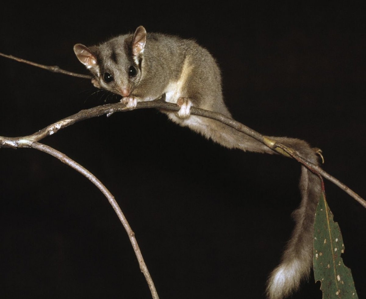 Австралийский поссум