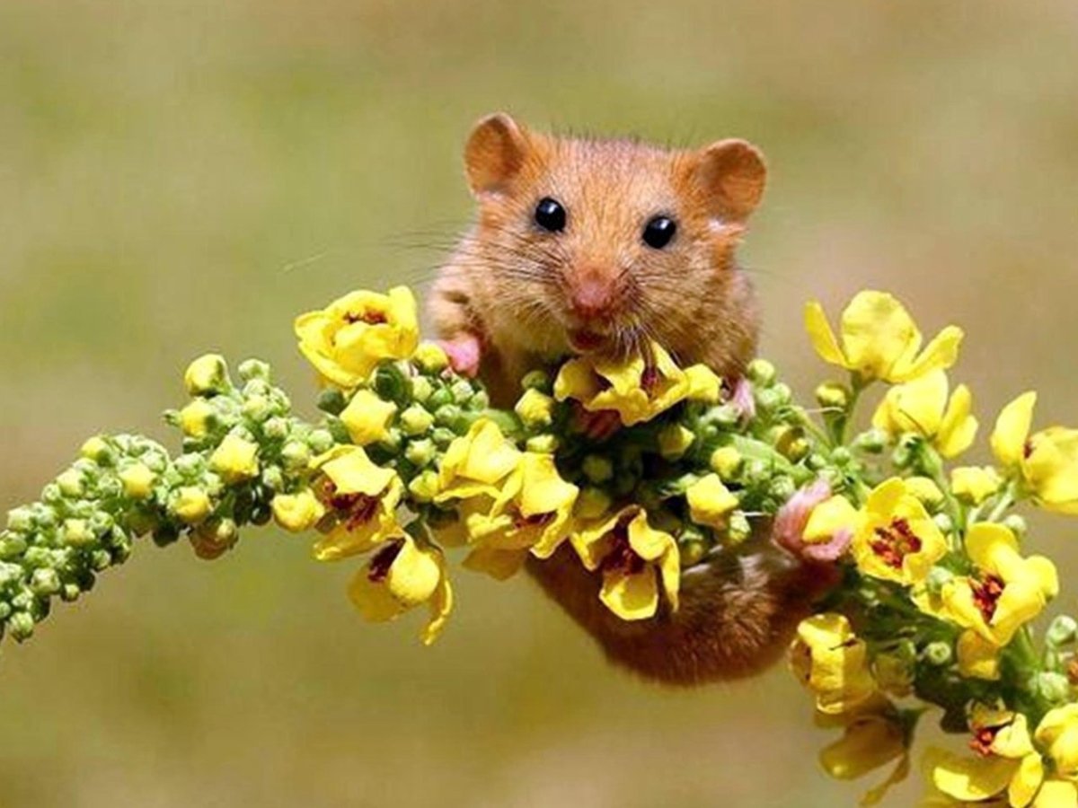 Собаки фото красивые