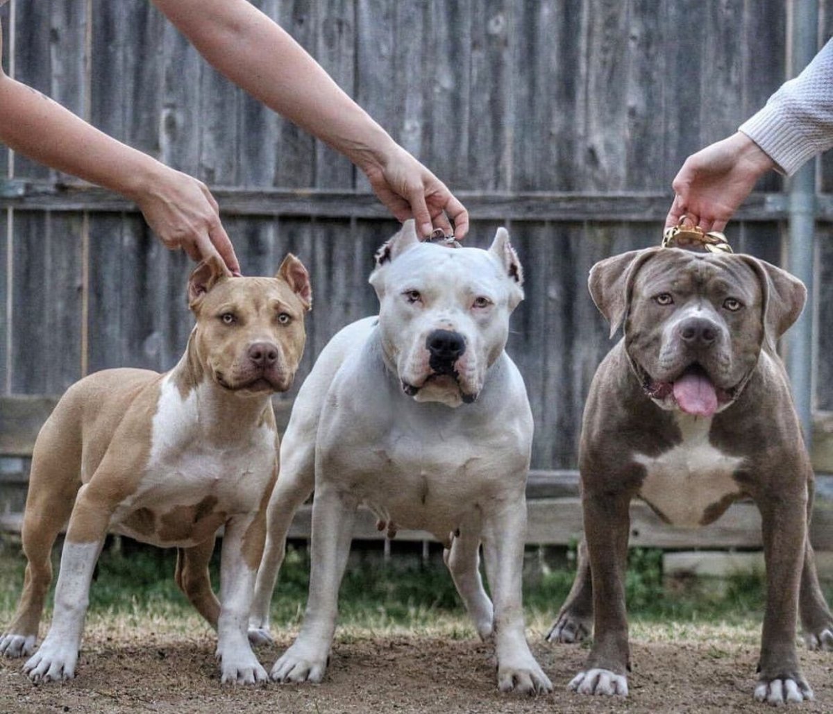 Американский бульдог булли