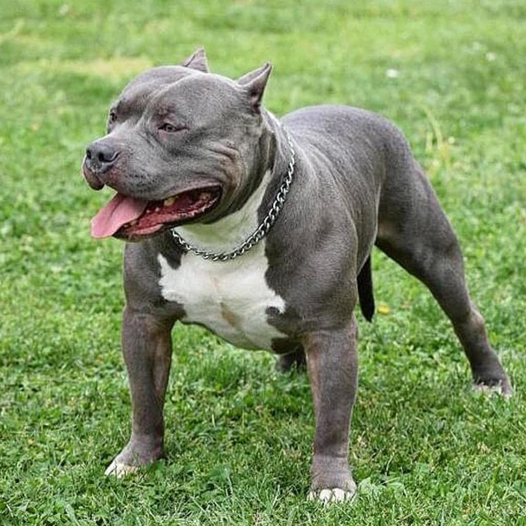 Собака американский Булл