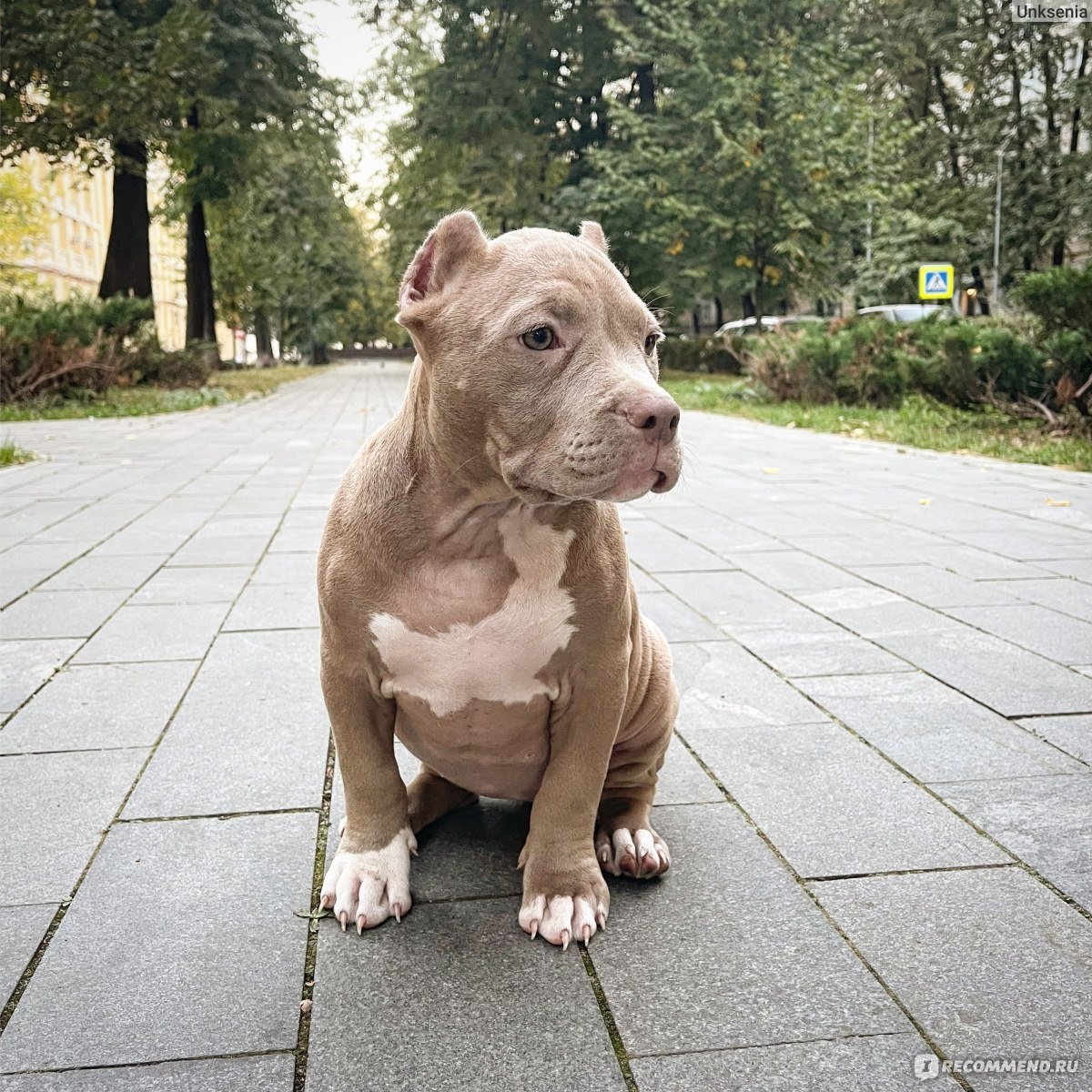 Американский питбуль щенок 3 месяца