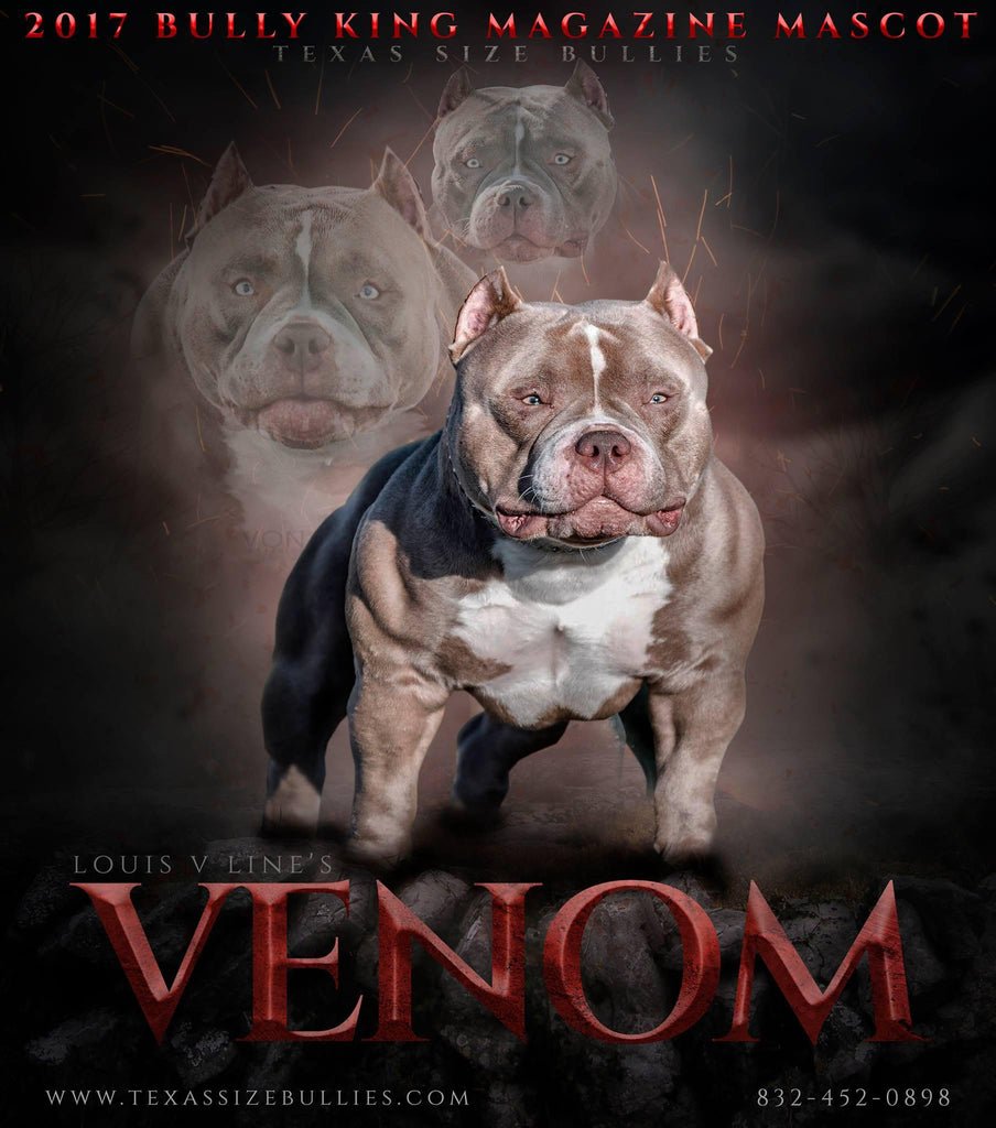 Веном американский булли
