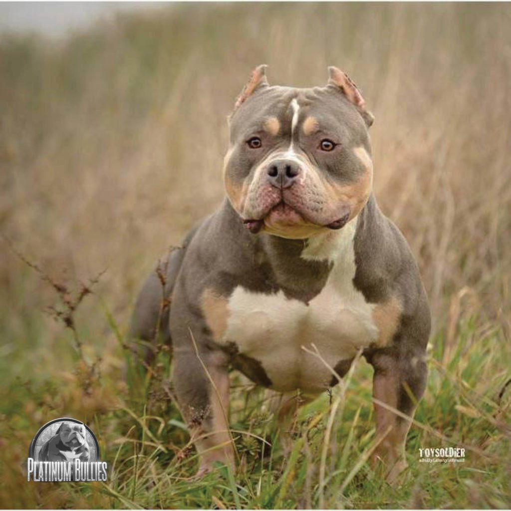 Булли Кондрат