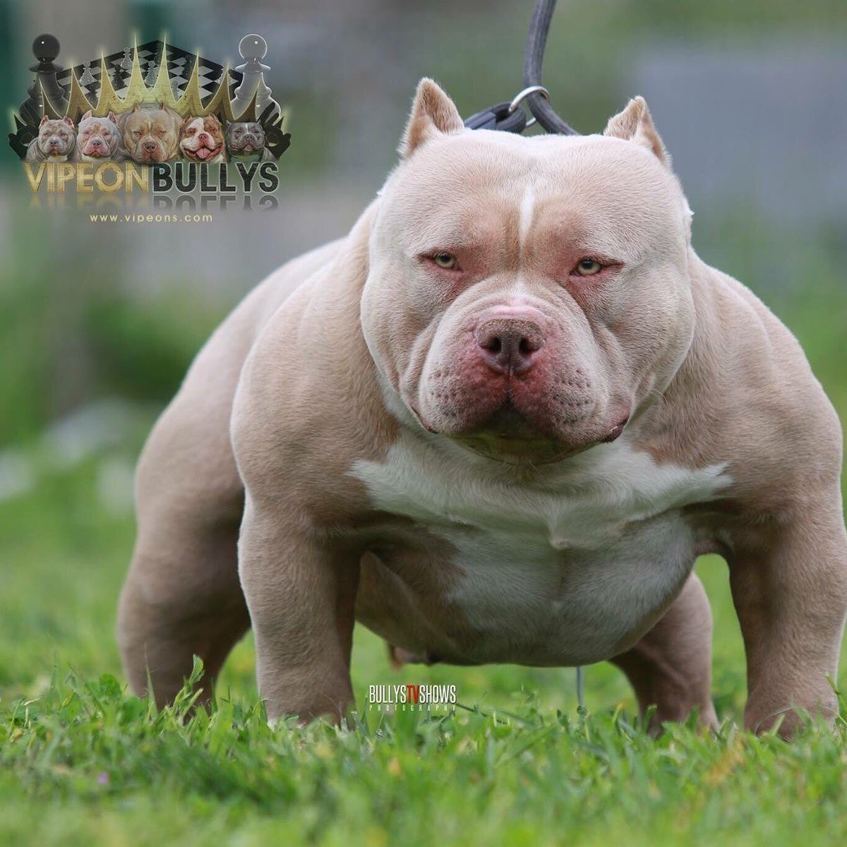 Американский бульдог булли