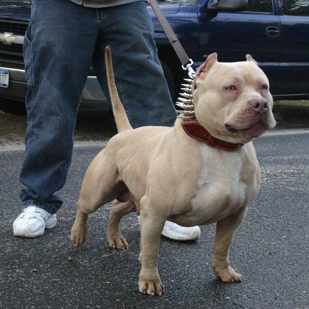 Американский булли мини покет